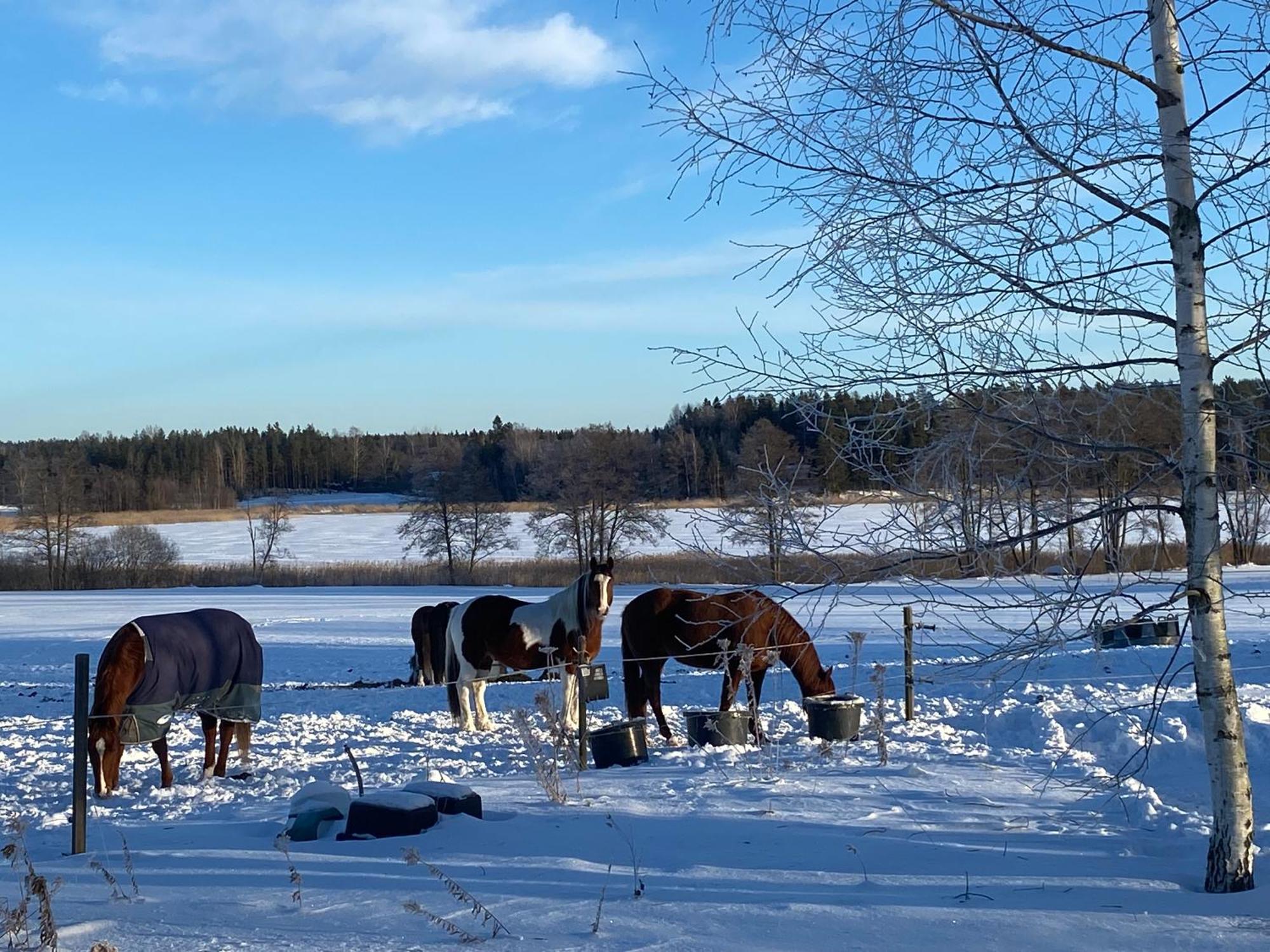 Ulvsby Ranch Western Camp Karlstad Luaran gambar