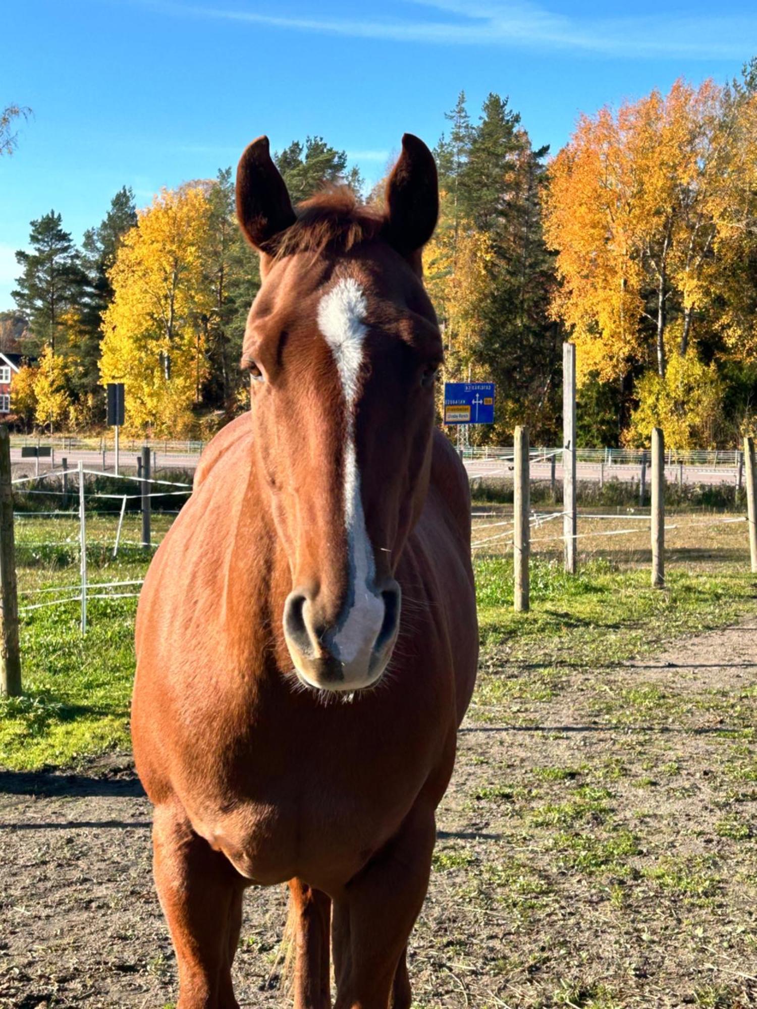 Ulvsby Ranch Western Camp Karlstad Luaran gambar